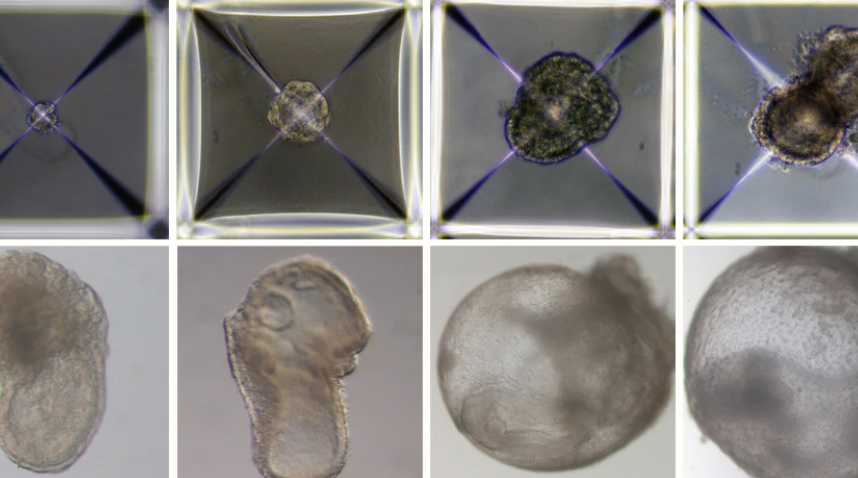Scientists Have Produced Embryos Without Sperm and Eggs