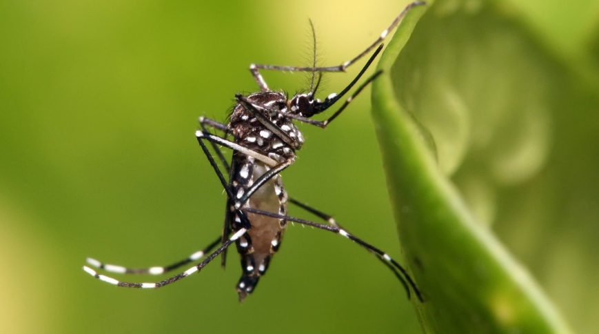 Virus Spreading Aedes Mosquito Spotted in Turkey