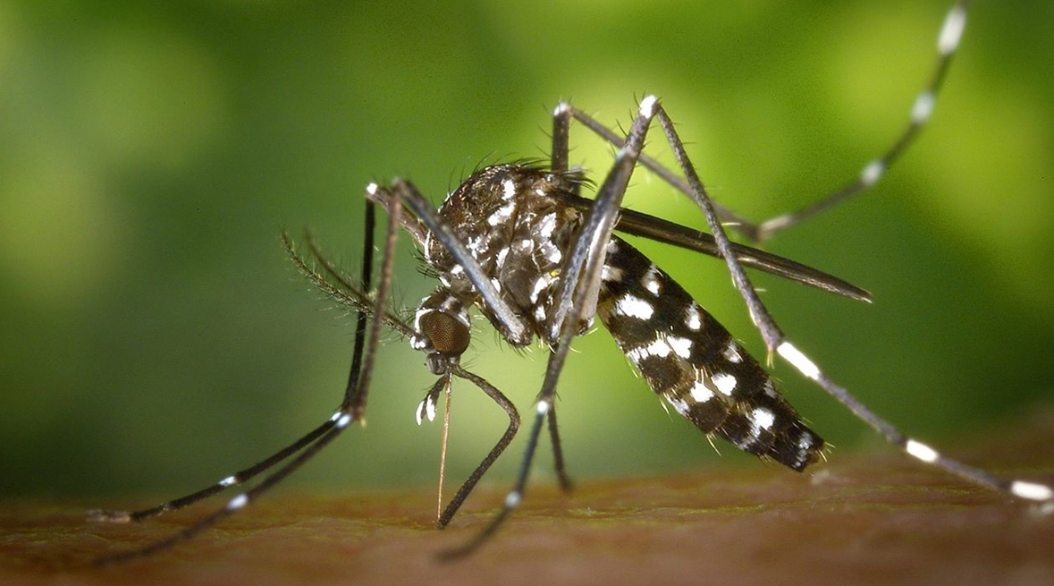 Virus Spreading Aedes Mosquito Spotted in Turkey