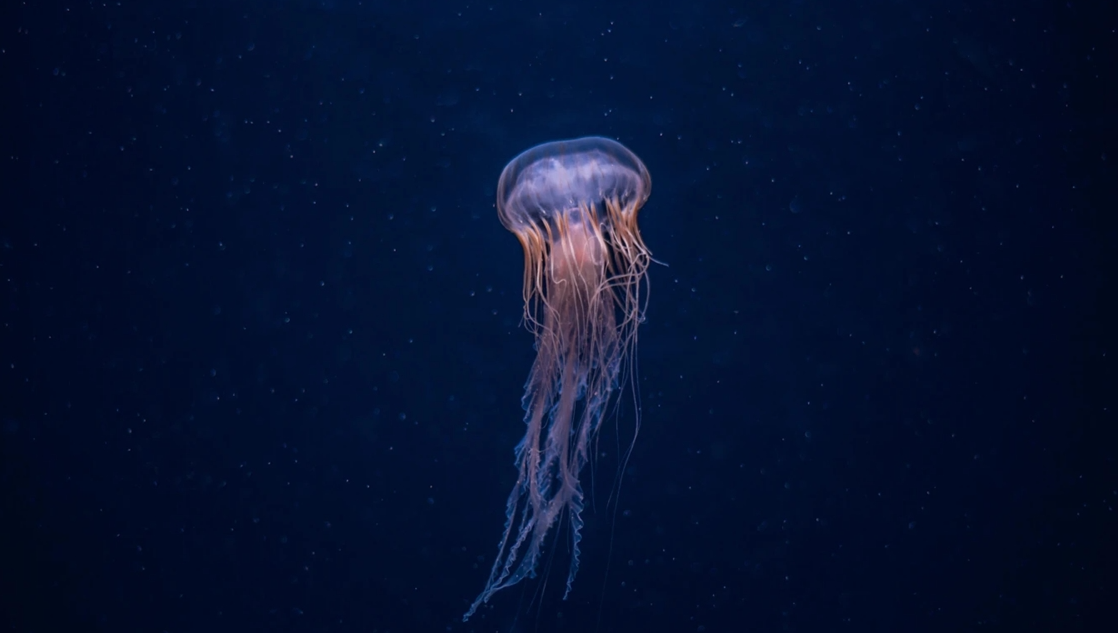 One of the Most Interesting Jellyfish Species in History Has Been Discovered
