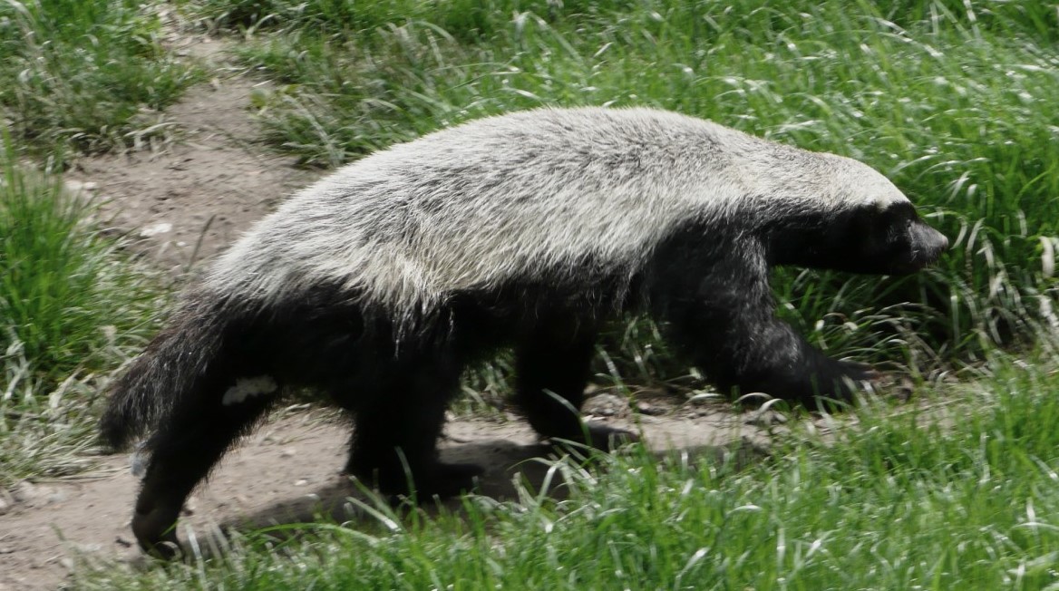 What are the characteristics of the honey badger, where does it eat?