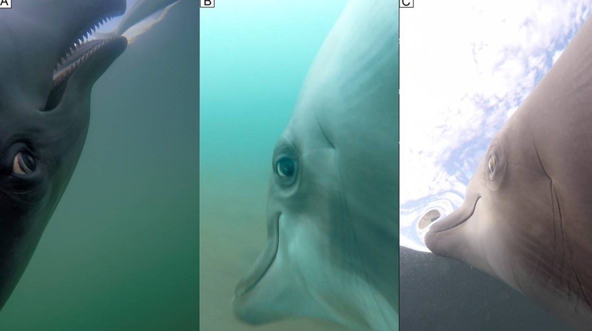 Hunting Images of Soldier Dolphins Recorded